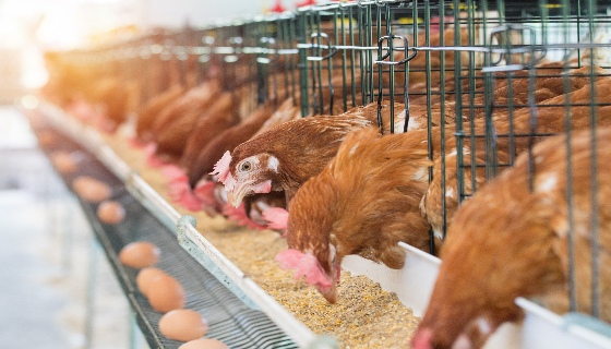 飼料添加劑可改善蛋雞的生產性能並減少碳足跡