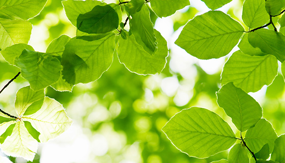 低成本深度感測器在植物病害檢測具高準確度