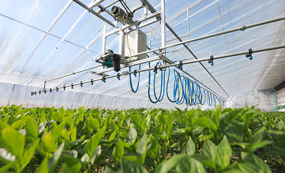 綠色溫室可望提供更節能的生長動力(淨零農業)