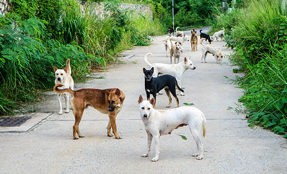 用AI辨識感測、誘捕管理流浪犬 提高效率並保障安全